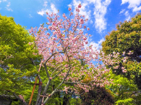 桜の花が咲く — ストック写真