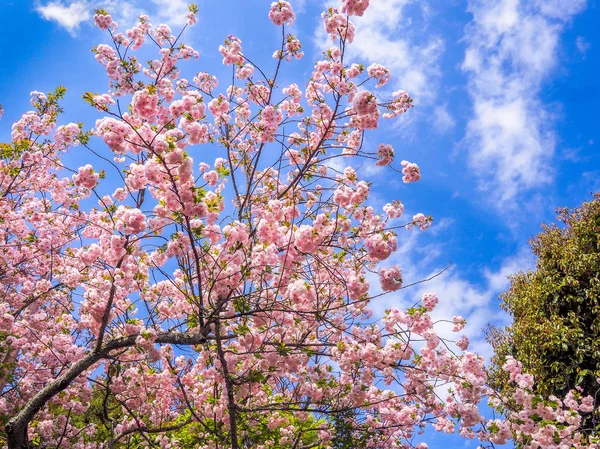 Primer plano de flores de cerezo florecientes — Foto de Stock