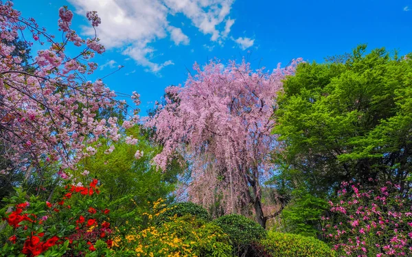 Blooming Weeping Cherry tree — Stock Photo, Image