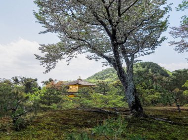 Kyoto Japonya'da Japon Altın Tapınağı