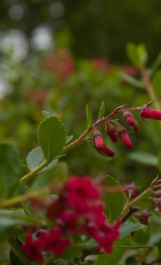 Bulanık kırmızı çiçekli detaylar Nerium Oleander adında yabani bir çalıdan