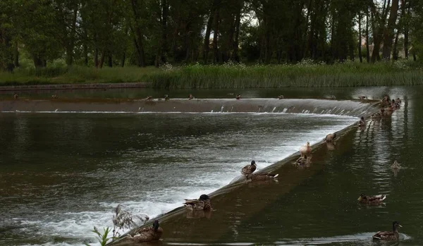 Сцена Деяких Качок Тихо Піднімається Греблю Річки — стокове фото