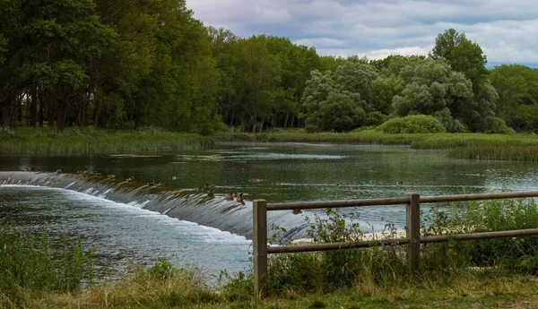 一座安静的河流的全景 堤坝上有几只鸭子 附近还有一个栅栏 — 图库照片