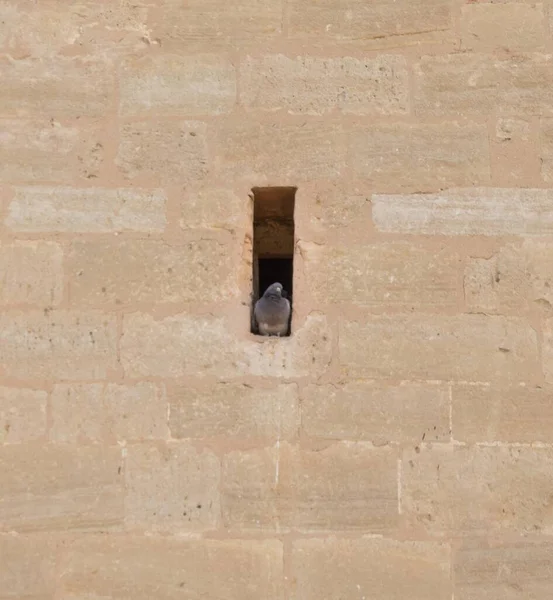 Pombo Escondido Uma Janela Retangular Antiga Igreja Pedra — Fotografia de Stock