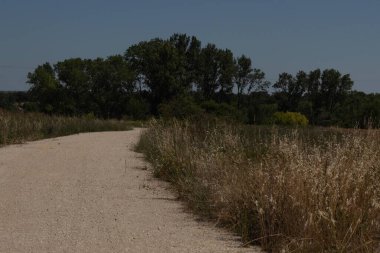 Güneşli bir yaz gününde çiviler ve ağaçlar arasındaki kayalık yol