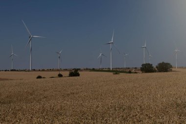 Rüzgar enerjisi için mısır gevreği ve yel değirmeni tarlası hasat etmeye hazır.