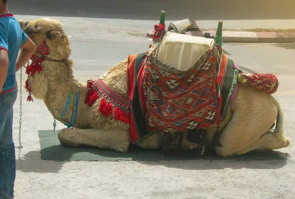 camel lying on a carpet with a brightly colored saddle waiting to take tourists through the desert
