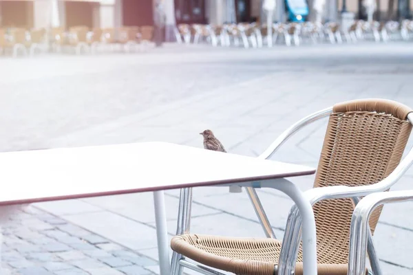 Vogel Hockt Einem Sommertag Auf Einem Stehtisch — Stockfoto