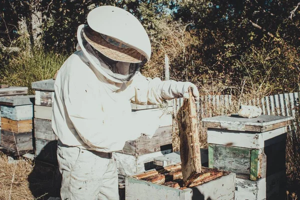 양복을 양봉원의 벌들을 위협하여 벌집을 옮기는 양봉원 — 스톡 사진