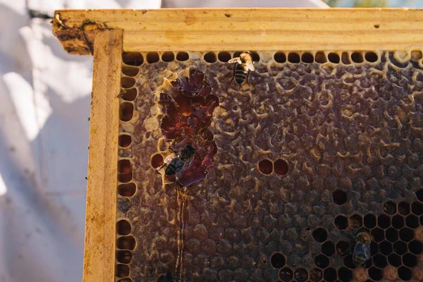 六角形の構造を見ることができる蜂の巣とおいしい黄金の食べ物としてあふれる蜂蜜の選択的焦点 — ストック写真