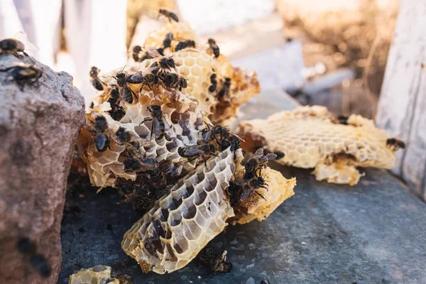 Selektivní Zaměření Včel Kolem Kusů Plástve Medonosné Vrcholu Úlu — Stock fotografie