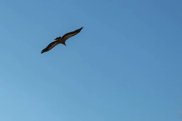 夏天的一天 一只长着翅膀的秃鹫在蓝天上展翅飞翔 — 图库照片