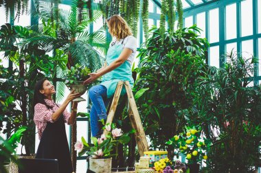 Organik glasshous merdiven üzerinde oturuyor sürece onun meslektaşım saksıyı teslim önlük botanikçi gülümseyen birlikte sera taşıma bitki ve yeşil ot, çalışan çok ırklı kadın çiçekçi