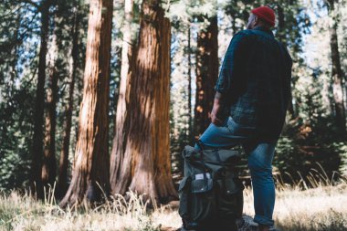 Erkek Explorer yakınındaki turistik sırt çantası içinde redwood ayakta arkadan görünüm hayran dev ağaç, Genç hipster adam yolculuk tutkusu için büyük sequoia ararken hafta sonu Amerika'da Milli Parkı keşfetmek