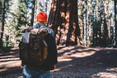 Yaz, vahşi doğa macera destinatio için alma konusunda sahip ahşap trekking keşfetmek hipster adam yolculuk tutkusu yolculuk sırasında ormanda hiking turistik sırt çantası ile erkek gezgin arkadan görünüm