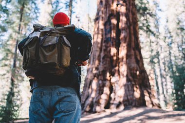 Adam yolculuk tutkusu sırt çantası ayakta Sequoia national park ile arkadan görünüm yüksek arbours genç erkek explorer gant eski ormanda tatil aktif hikin üzerinde harcama bakarak hayran.