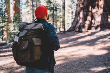 Arkadan görünüm sırt çantası içinde redwood hiking ile erkek gezgin keşfetmek Milli Parkı, adam yolculuk tutkusu yüksek sequoia ormandaki sırt çantası ile aktif tatil trekking bakarak eski dev ağaçları