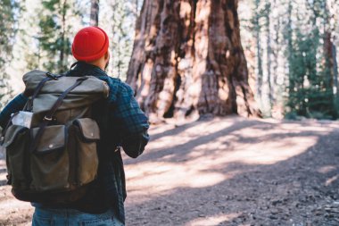 Hafta sonları redwood erkek explorer sequoia Amerikan Milli Parkı ayakta turistik rucksac ile isteyen dev ağaçları ile Tur hiking üzerinde harcama genç adam yolculuk tutkusu arka görünümü