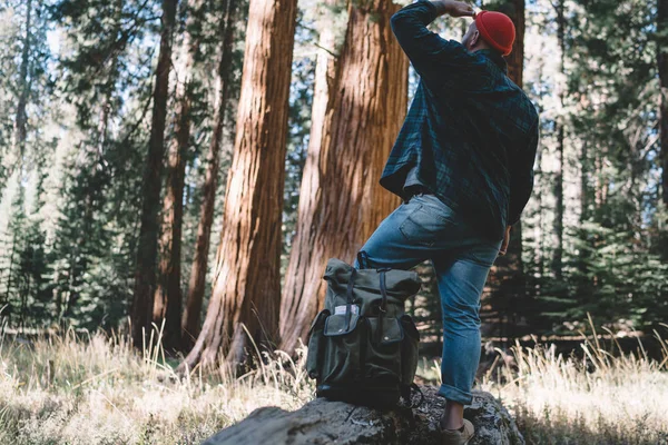 男性探险家站在红木欣赏巨型树 年轻的时髦的家伙流浪仰望巨大的红杉发现美国国家公园周末的后面视图 — 图库照片