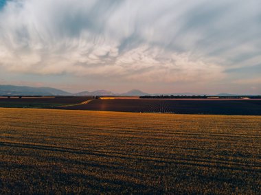 Altın gün batımında tahıl tarlalarının güzel hava manzarası. Fransa 'nın ünlü Provence bölgesinde çiçek açan lavantanın yakınındaki buğday çayırlarının kuş bakışı görüntüsü. Çevre dostu topraklar