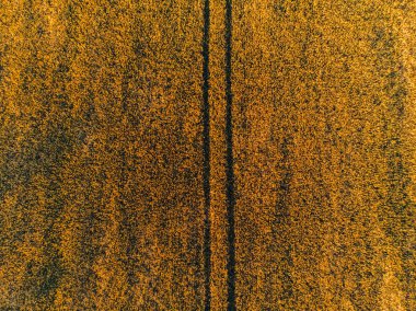 Tahıl alanları sırasında altın günbatımı güzel hava görünümünü. En iyi kuşbakışı hasat mevsimi önce buğday meadows. Yulaf tarımı ile Tarım Tohum Sanayi