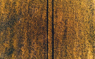 Tahıl alanları sırasında altın günbatımı güzel hava görünümünü. En iyi kuşbakışı hasat mevsimi önce buğday meadows. Tarım Tohum Sanayi yulaf tarımı ile. Çevre dostu arazi