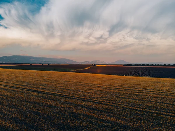 黄金の夕日の間に穀物畑の美しい空中ビュー フランスの有名なプロヴァンス地域でラベンダーが咲く近くの小麦の牧草地の鳥の目のビュー 環境に優しい土地 — ストック写真