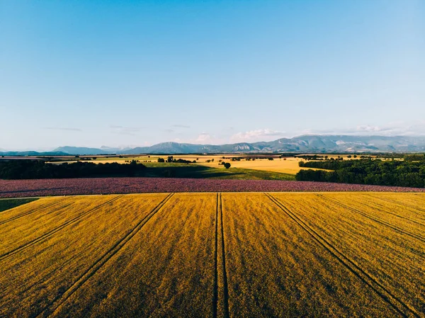 Hermosa Vista Aérea Los Campos Grano Durante Atardecer Dorado Vista —  Fotos de Stock