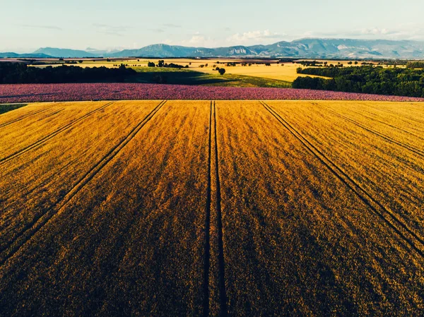 Hermosa Vista Aérea Los Campos Grano Durante Atardecer Dorado Vista —  Fotos de Stock