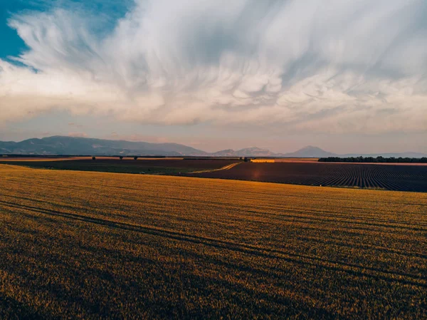 黄金の夕日の間に穀物畑の美しい空中ビュー フランスの有名なプロヴァンス地域でラベンダーが咲く近くの小麦の牧草地の鳥の目のビュー 環境に優しい土地 — ストック写真