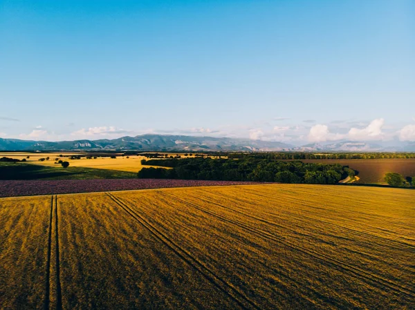 黄金の夕日の間に穀物畑の美しい空中ビュー フランスの有名なプロヴァンス地域でラベンダーが咲く近くの小麦の牧草地の鳥の目のビュー 収穫時期に近い — ストック写真