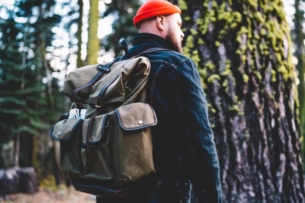 Ormanda dev bir ağacın yanında yürüyüş turunda vahşi doğayı keşfederken, genç bir erkek gezginin vahşi doğaya yolculuk sırasında milli parkı keşfetmek için zaman harcadığına dair bir bakış açısı.