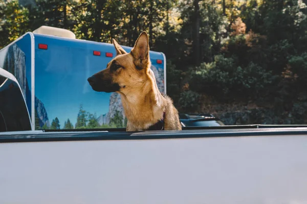 ドイツの羊飼いが国立公園へのキャラバン旅行中に車のセキュリティを提供し 自動車のタクシーで自宅近くに座っている間 自然景観を見回す注目の犬を飼育 — ストック写真