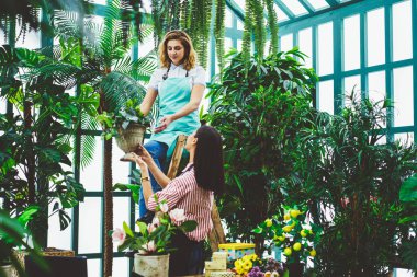 Çok kültürlü kadın çiçekçiler birlikte bitki ve yeşil otları taşıyorlar. Önlüklü botanikçi, organik cam evde merdivende otururken iş arkadaşına saksı veriyor. Bahçıvanlık kavramı.