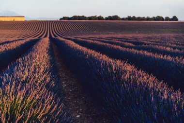 Provence kırsalında çiçek açan mor lavanta tarlalarının manzarası, gün batımında kırsal alanların güzel manzarası, yaz boyunca sırayla büyüyen mor nefes kesici çiçekler.