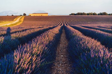 Provence kırsalında çiçek açan mor lavanta tarlalarının manzarası, gün batımında kırsal alanların güzel manzarası, yaz boyunca sırayla büyüyen mor nefes kesici çiçekler.