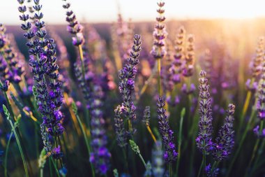 Provence kırsalında çiçek açan mor lavanta manzarası, tarlalarda aromatik otların kırsal ekimi, yaz boyunca sıra büyüyen mor çiçekler, güzel doğaya yakın. 