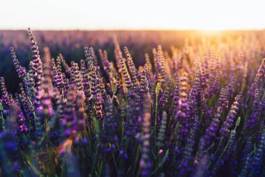 Provence kırsalında çiçek açan mor lavanta manzarası, tarlalarda aromatik otların kırsal ekimi, yaz boyunca sıra büyüyen mor çiçekler, güzel doğaya yakın. 