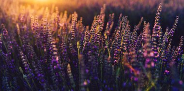 Provence kırsalında çiçek açan mor lavanta manzarası, tarlalarda aromatik otların kırsal ekimi, yaz boyunca sıra büyüyen mor çiçekler, güzel doğaya yakın. 