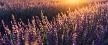 Provence kırsalında çiçek açan mor lavanta manzarası, tarlalarda aromatik otların kırsal ekimi, yaz boyunca sıra büyüyen mor çiçekler, güzel doğaya yakın. 