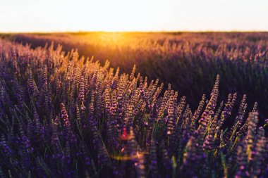 Provence kırsalında çiçek açan mor lavanta manzarası, tarlalarda aromatik otların kırsal ekimi, yaz boyunca sıra büyüyen mor çiçekler, güzel doğaya yakın. 
