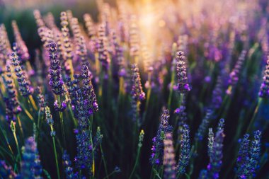 Provence kırsalında çiçek açan mor lavanta manzarası, tarlalarda aromatik otların kırsal ekimi, yaz boyunca sıra büyüyen mor çiçekler, güzel doğaya yakın. 