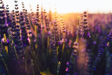 Provence kırsalında çiçek açan mor lavanta manzarası, tarlalarda aromatik otların kırsal ekimi, yaz boyunca sıra büyüyen mor çiçekler, güzel doğaya yakın. 