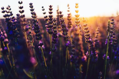 Provence kırsalında çiçek açan mor lavanta manzarası, tarlalarda aromatik otların kırsal ekimi, yaz boyunca sıra büyüyen mor çiçekler, güzel doğaya yakın. 