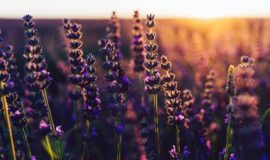 Provence kırsalında çiçek açan mor lavanta manzarası, tarlalarda aromatik otların kırsal ekimi, yaz boyunca sıra büyüyen mor çiçekler, güzel doğaya yakın. 