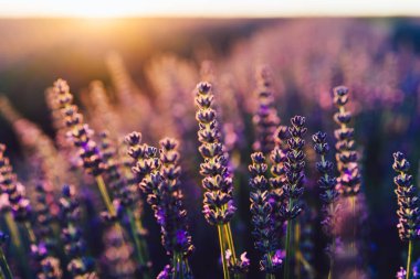 Provence kırsalında açan mor lavanta, tarım arazilerinde aromatik otların güzel doğası, yaz boyunca sıra sıra büyüyen mor soluklu çiçekler.