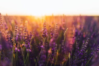 Provence kırsalında çiçek açan mor lavanta manzarası, tarlalarda aromatik otların kırsal ekimi, yaz boyunca sıra büyüyen mor çiçekler, güzel doğaya yakın. 