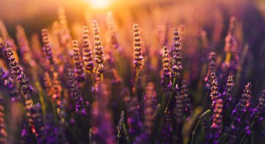 Provence kırsalında çiçek açan mor lavanta manzarası, tarlalarda aromatik otların kırsal ekimi, yaz boyunca sıra büyüyen mor çiçekler, güzel doğaya yakın. 
