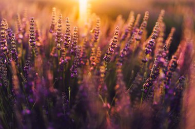 Provence kırsalında çiçek açan mor lavanta manzarası, tarlalarda aromatik otların kırsal ekimi, yaz boyunca sıra büyüyen mor çiçekler, güzel doğaya yakın. 