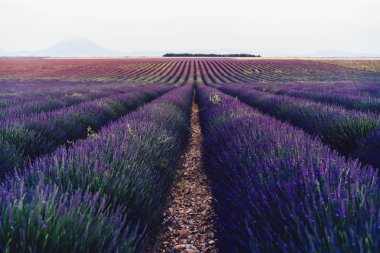 Provence kırsalında çiçek açan mor lavanta tarlalarının manzarası, tarım arazilerinin güzel doğa manzarası, yaz boyunca sıra sıra büyüyen mor soluklu çiçekler.